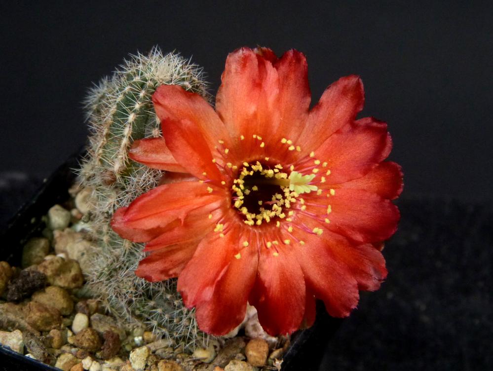 Chamaecereus